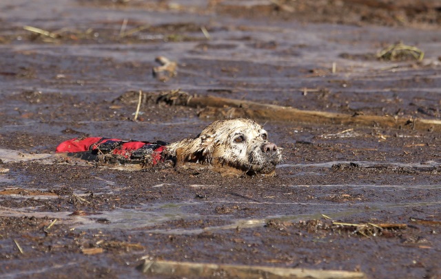 A cadaver dog swims through mud and debris during a search for the remaining victim of a flash flood Thursday Sept. 17 2015 in Hildale Utah. The flood water swept away multiple vehicles in the Utah Arizona border town killing several people. (AP Phot