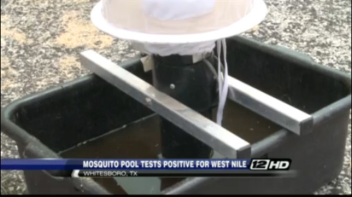 WHITESBORO Texas- A mosquito pool has tested positive for West Nile virus in Whitesboro and city officials are stepping up to try and prevent any human cases