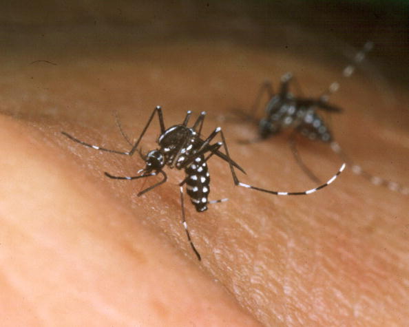 Asian Tiger Mosquito