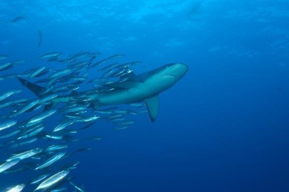 The Kermadec Islands has one of the world’s last unfished populations of Galapagos sharks