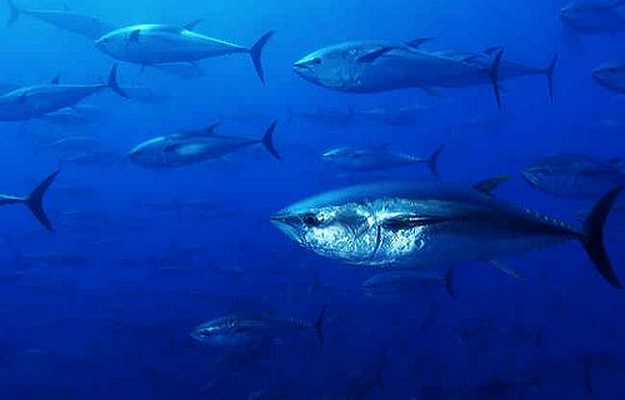 Ocean’s wildlife populations down by half says new WWF Report