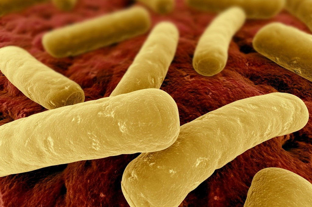 Merck’s New Therapeutic For Clostridium difficile Infection