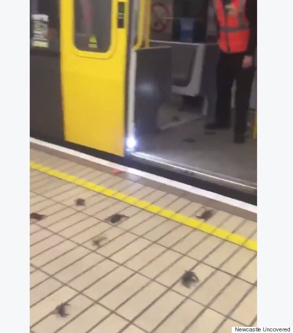 Outbreak Of Crabs On Newcastle Metro Has Nothing To Do With Leeds' Super