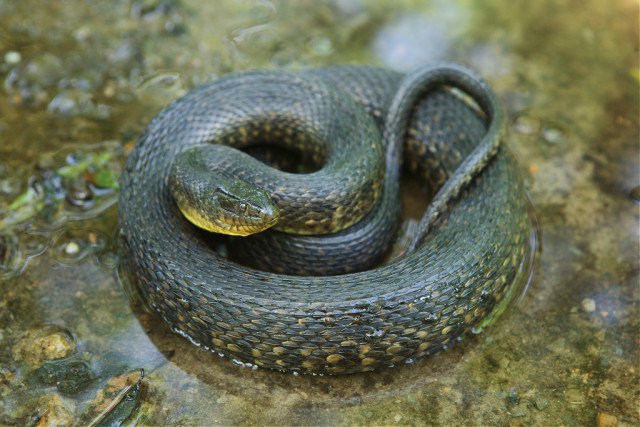 'Mississippi Green Water Snake by John Sullivan- Own work. Licensed under CC BY-SA 3.0