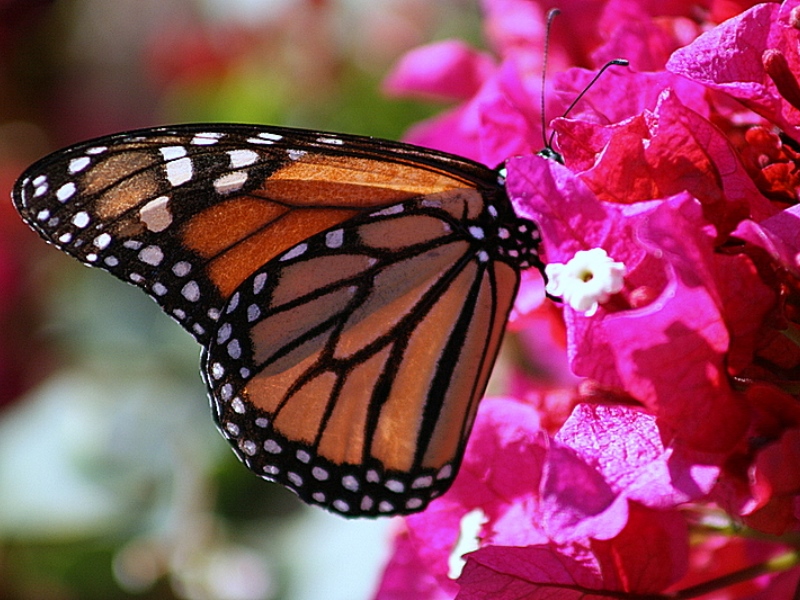 Monarch Butterfly