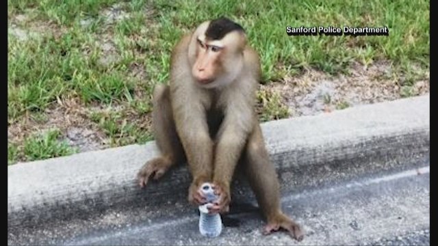 Hungry chill monkey wreaks havoc in Florida neighborhood