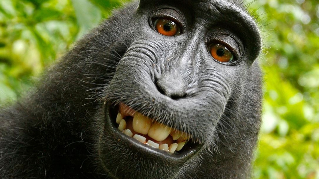 Naruto the Macaque  David Slater  Wikimedia Commons
Naruto the Macaque's selfie