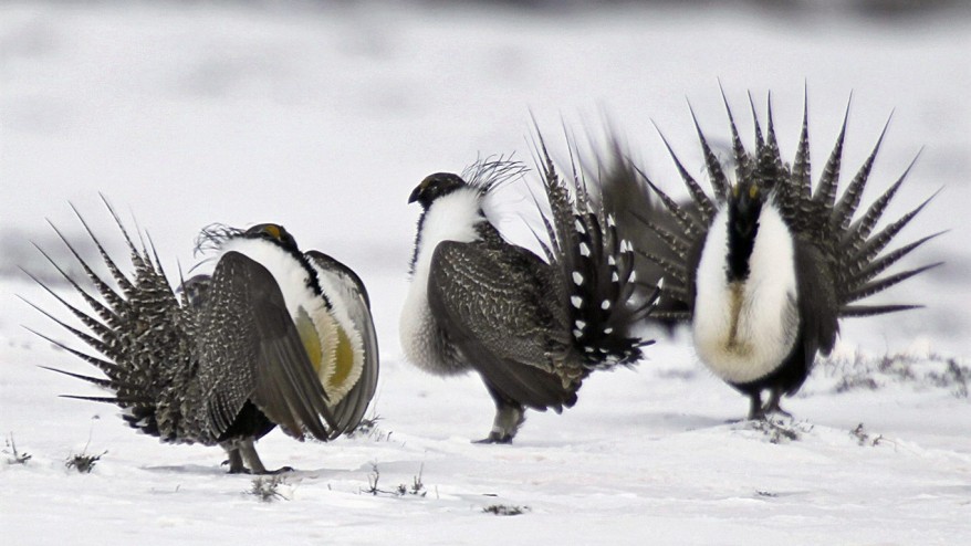 Is the greater sage-grouse endangered?