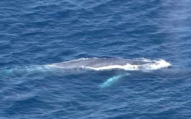 Blue whale caught in fishing net off California