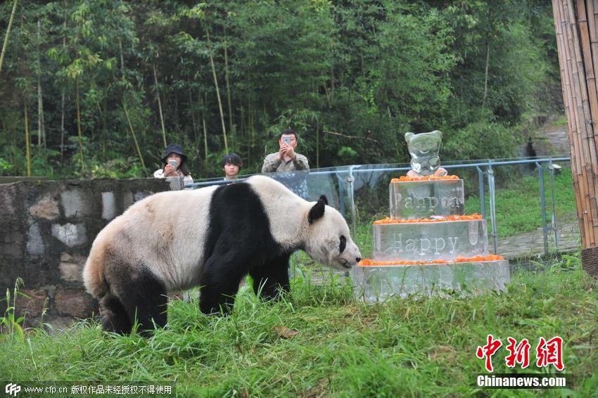 World's oldest male panda Pan Pan celebrates 30th birthday in Sichuan with an