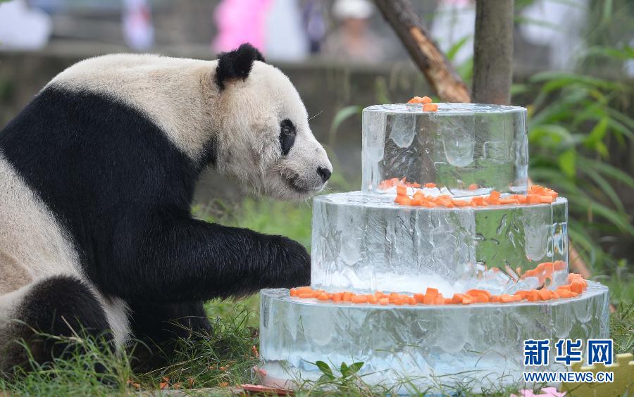 Pan Pan is celebrating his birthday in southwest China