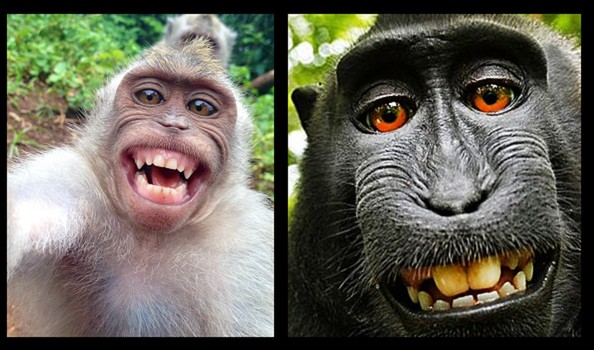 Monkey owns copyright to famous 'monkey selfie' – PETA says in lawsuit