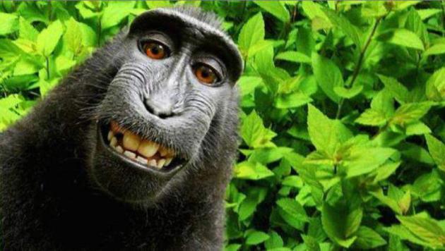 Monkey Selfie Lawsuit: PETA Sues Photographer for Copyright Infringement on