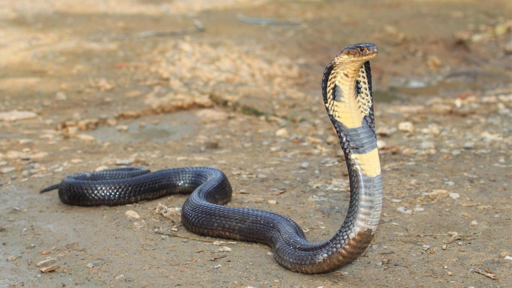 King cobra snake