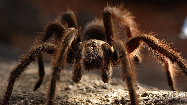 Escaped Tarantula Grounds Plane at BWI