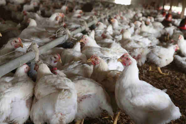 Sanderson Farms Recalls More than 550,000 Pounds of Chicken Contains Foreign Material