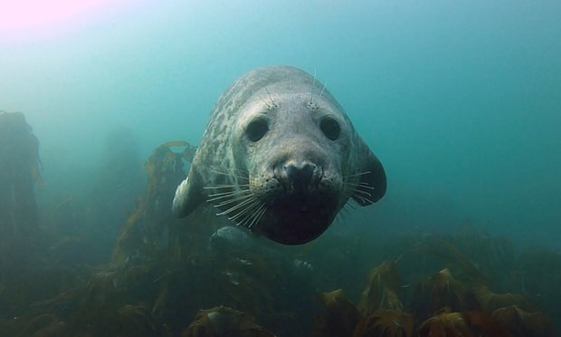 This Seal Used a Humpback Whale as Its Own Personal Surfboard