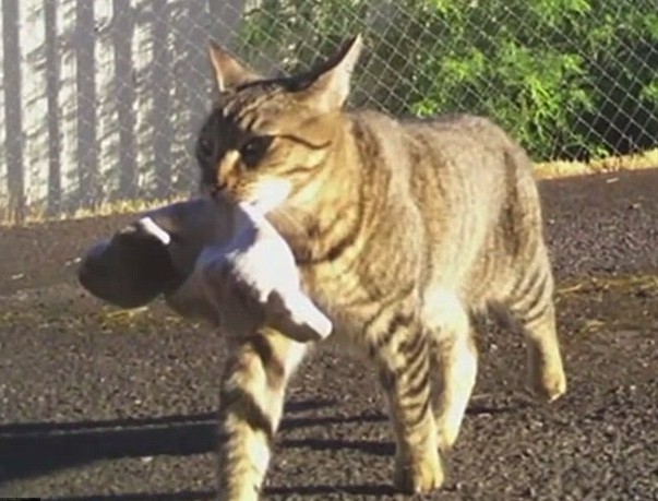 This cat is the perfect thief... but his owner is a policeman