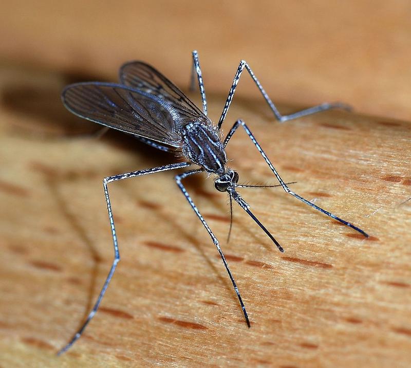 Positive West Nile mosquito pools have been found in Huntington