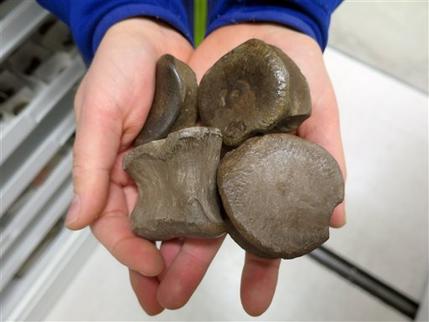 University of Alaska Museum of the North a handful of dinosaur bones are seen after they were discovered at the Liscomb Bonebed on the Colville River near Nuiqsut, Alaska. Researchers at the University of Alaska Fairb