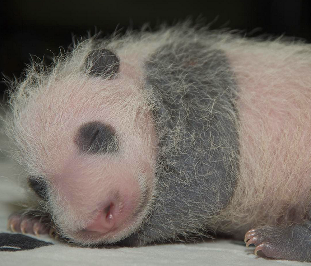 SMITHSONIAN NATIONAL ZOO The panda cub has yet to be named but will be bestowed one and presented to the public in January contingent on health