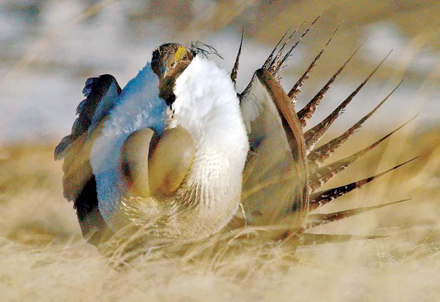 The U.S Fish and Wildlife Service A male sage grouse inflates its air sacs and flares its tail feathers during the species’ annual spring breeding ritual