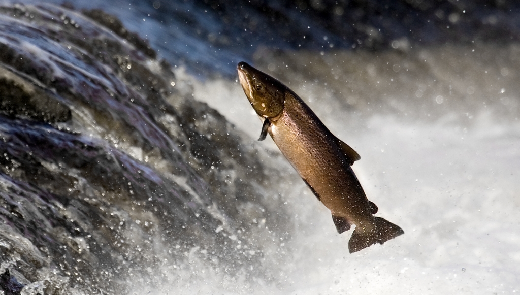 'ancient salmon found to be 11,500 years old