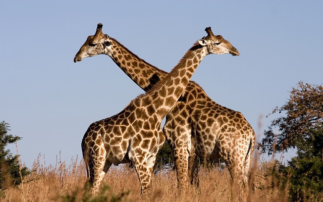 Giraffes hum to each other at night, researchers have discovered