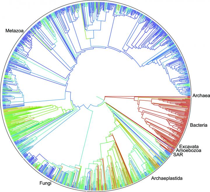 Tree of Life for 2.3 Million Species of Animals, Plants, Fungi and Microbes