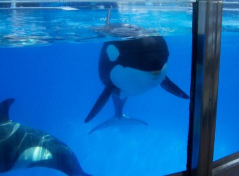 SeaWorld’s Blue World Project Faced Criticism from People across World