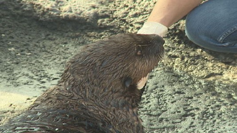 Report: Sea otter develops asthma after moving from Alaska to Seattle