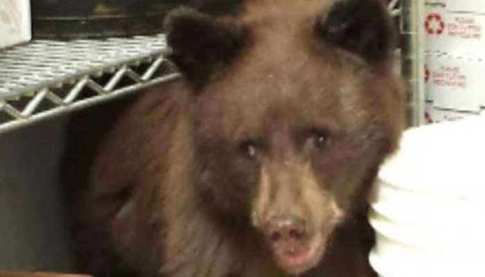 The black bear had an injured paw and employees said it hung out in the restaurant's prep area for about an hour