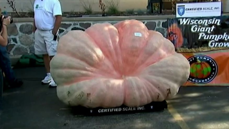 The giant pumpkin clocked in over 2,100 pounds