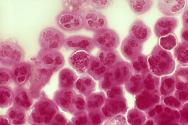 The gonorrhoea bacteria