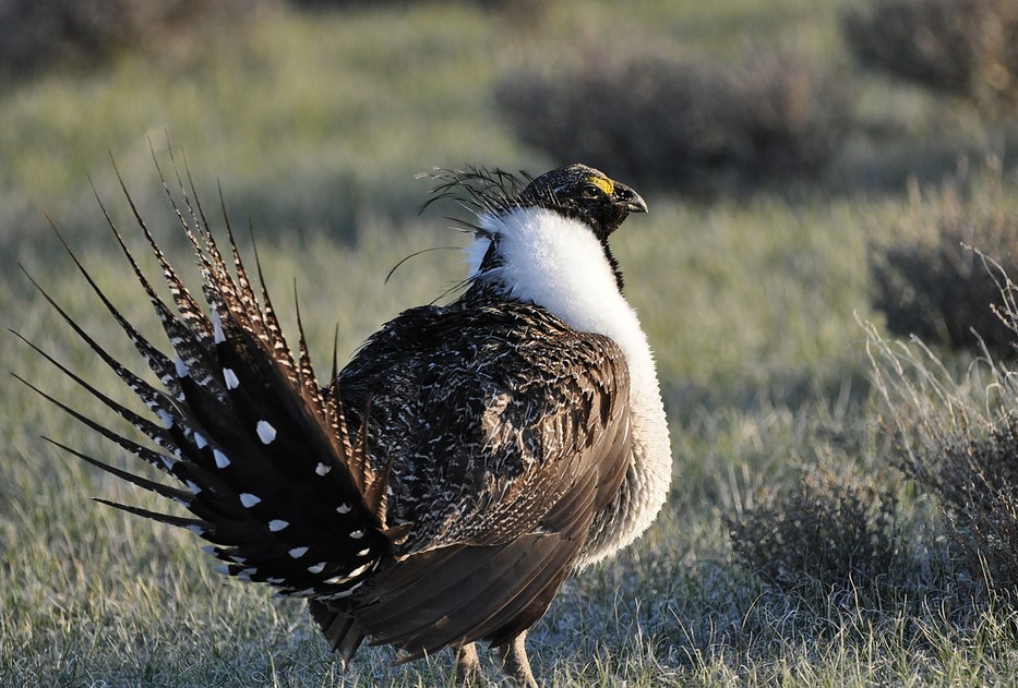 The sage grouse will soon be placed under the Endangered Species Act due to wildfires ravaging their habitats