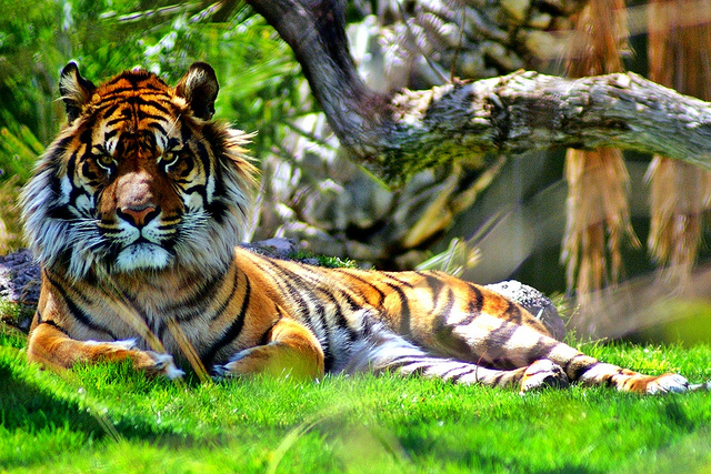 Sumatran Tiger