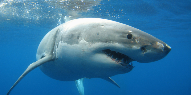 There have been 13 shark attacks in NSW so far this year up from three last year and one surfer has been killed