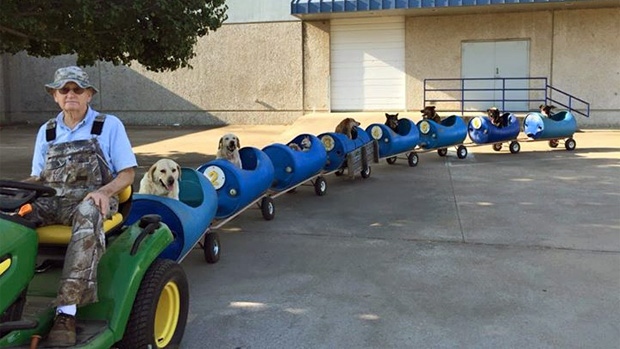 Eugene Bostwick says his rescued dogs get excited when they hear the tractor that powers their'train approaching'They all come running and jump in on their own. They're ready to