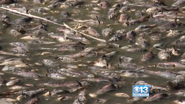 Thousands of fish dead after a California lake ran dry overnight.         
                                     CBS Sacramento