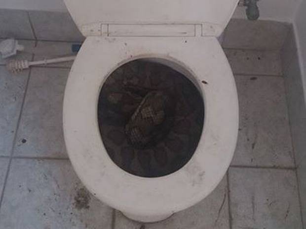 Pics: Two 3 metre pythons found hiding in a toilet in Australia