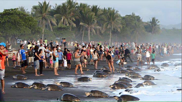 Thousands of turtles nest at same time off Costa Rica coast