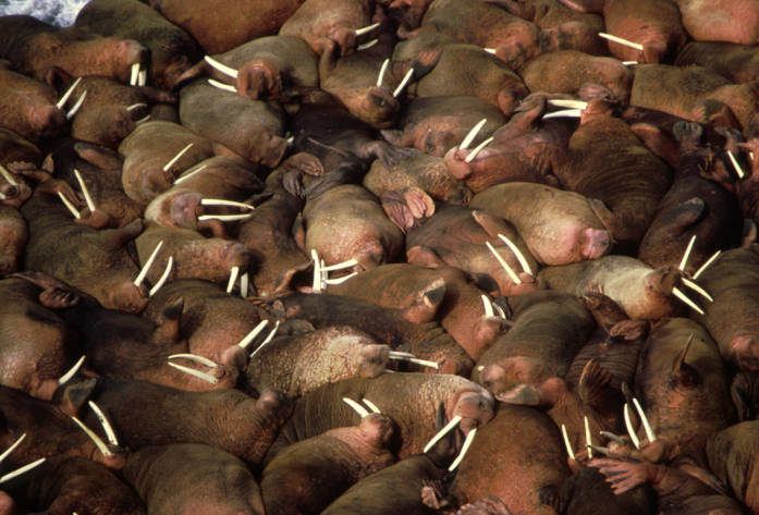 Walrus herd