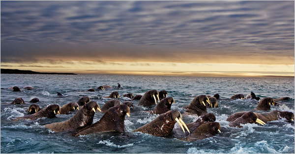 DOJ Opens Investigation into Deaths of 25 Walrus near Cape Lisburne