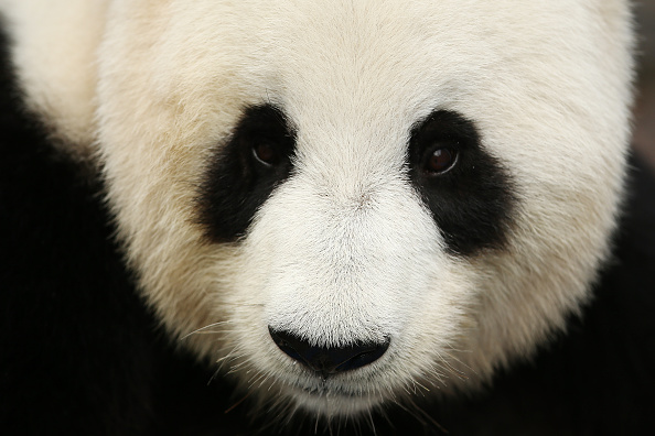 John Key says cities such as Adelaide that had secured pandas have seen massive visitor numbers as a result