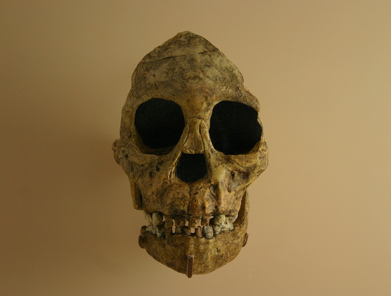 Australopithecus Africanus