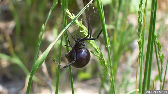 Now You See It Woman finds black widow spider in grapes