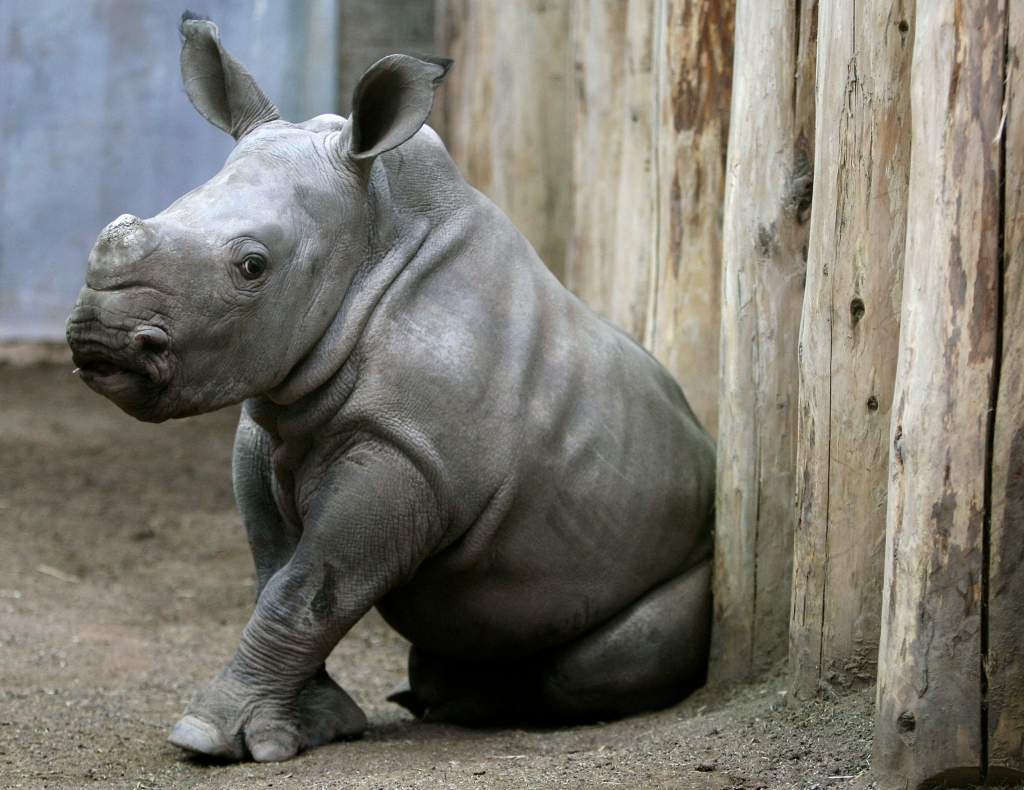 Sumatran rhinos likely to become extinct, warn environment experts