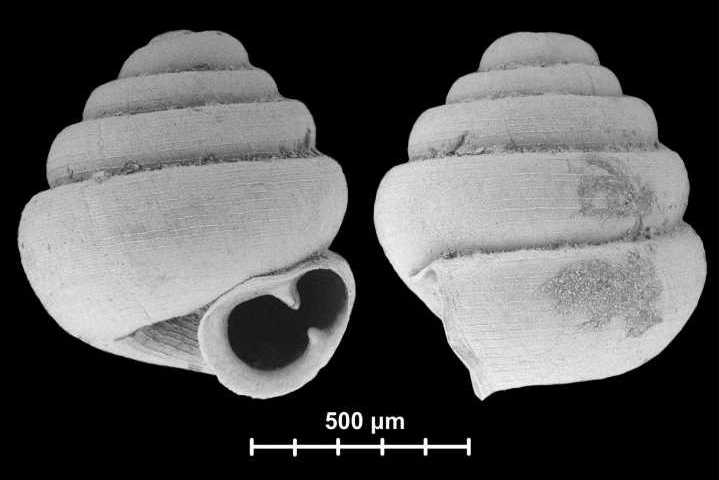 Tiny, record-breaking Chinese land snails fit almost 10 times into the eye of