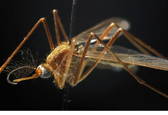 State reports first West Nile Virus death of season