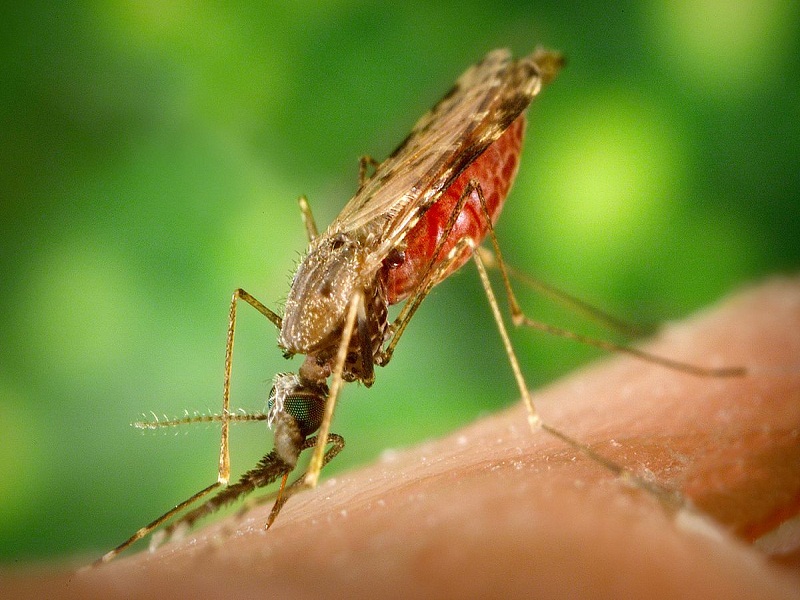 Report: Drop in Malaria Deaths an Unprecedented Success